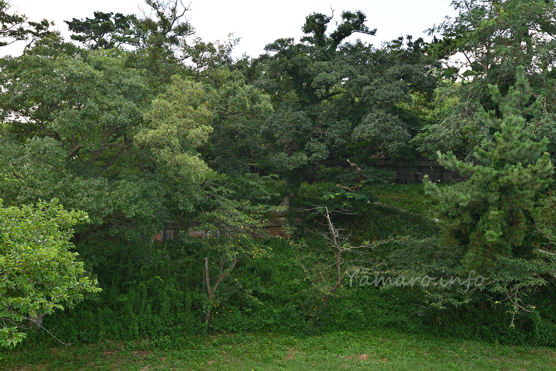夏の盛りの伸びた雑草に埋もれてしまった、弾薬庫と砲台跡。春か秋に来るべきでしたね。