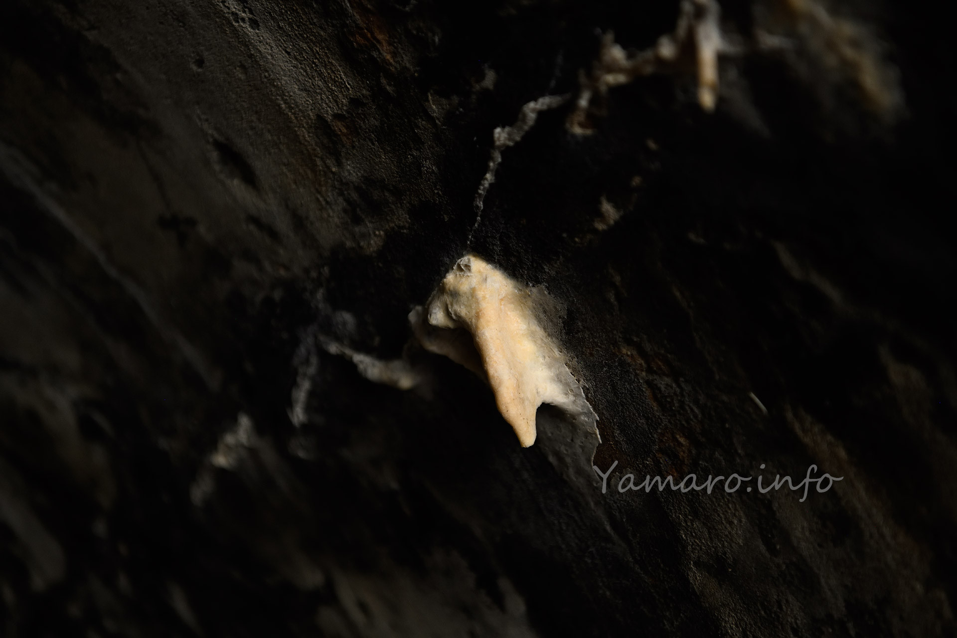 小さな鍾乳石ができていました。 戦後74年ですが、この鍾乳石は年数に対して小さく、この射入窖に使われているコンクリートに含まれる石灰成分があまり多くないのかな？