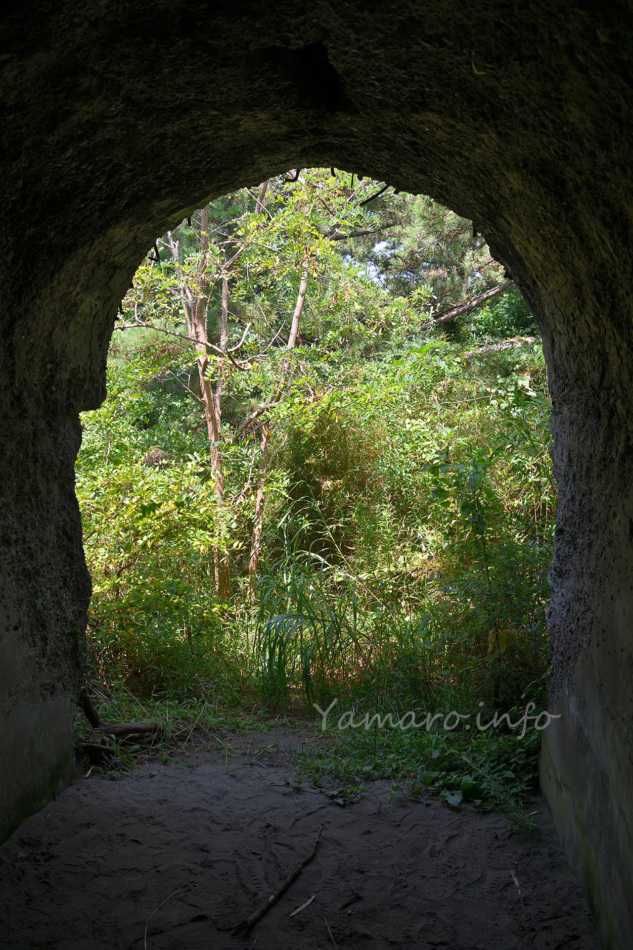 これだけ生い茂っていると、GPSを頼りに探し回っても、見つけるのに一苦労でした。