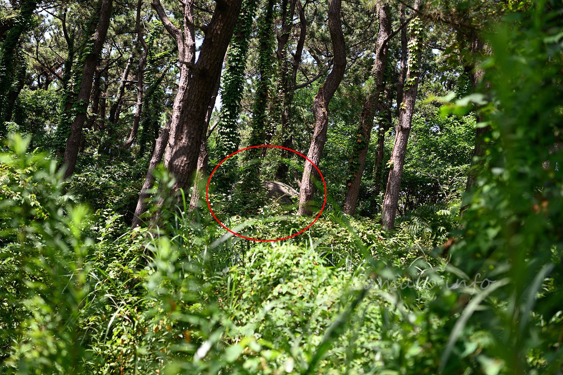 散々歩き回った挙げ句、この場所の監的所は、草に埋もれて到達不可能（赤丸部分に頭が出ている）