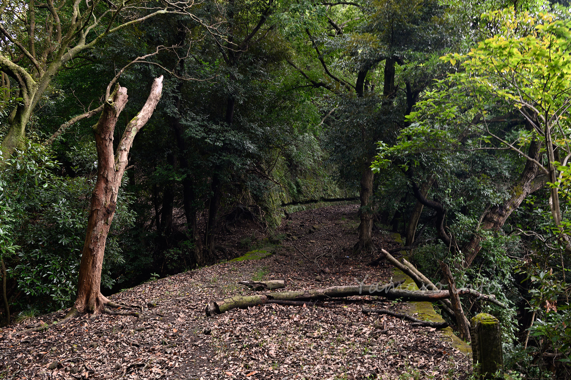 砲台山ハイランドまでの道、すでに人が通らなくなって久しく、枯れ葉に覆われていた。
