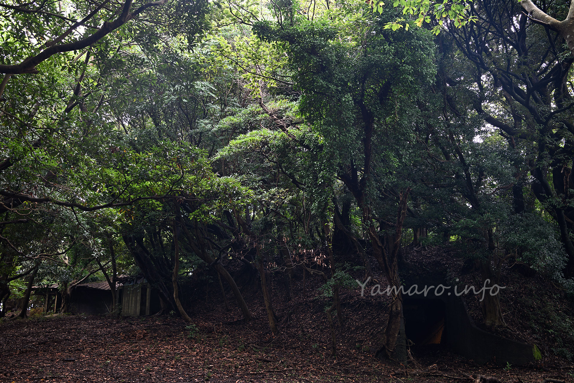 砲台山山頂。更に上に砲台があった模様。鬱蒼としています。