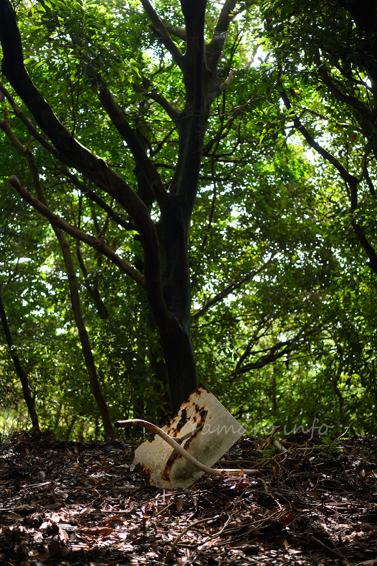 森に落ちていた謎の物体。この後正体が判明する。
