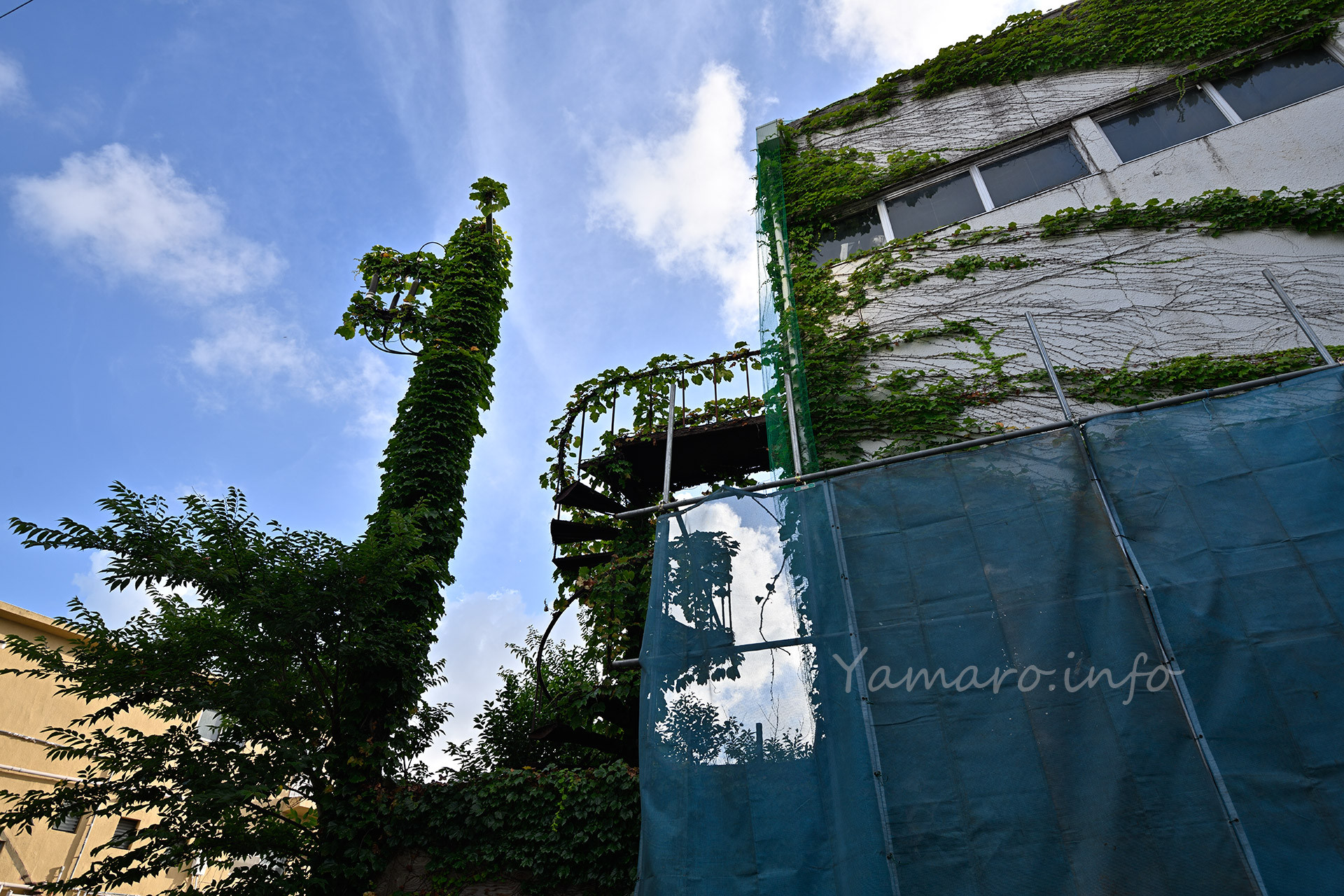 非常階段も蔦に覆われています。
